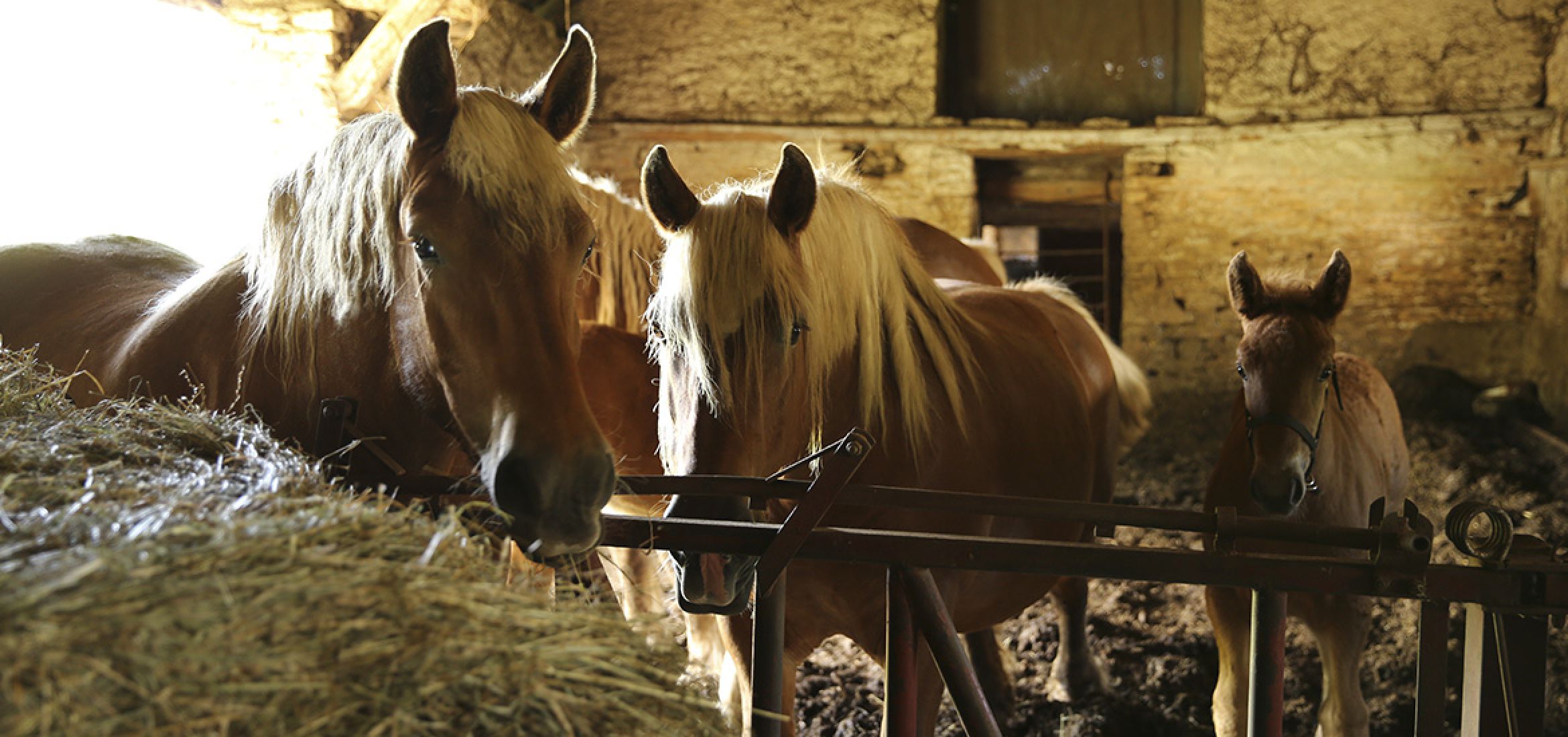 Photos : Céline Faisy / T&V Production William Chopard